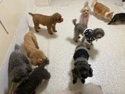 いぬのじかん 青戸店の写真2