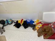 いぬのじかん 青戸店の写真3