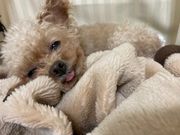 いぬのじかん 青戸店の写真4