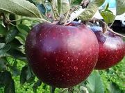 青才りんご園の写真3