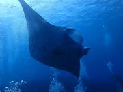 ダイビング教室 ライトハウス町田の写真3