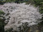 たちばな園の写真4