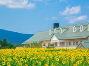 ひまわり畑の迷路の写真2