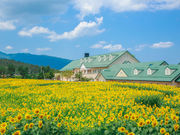 ひまわり畑の迷路の写真3