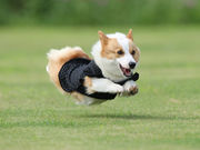 南あわじドッグラン・飛行犬撮影所の写真2