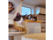 猫ハウス まいけるcafeの写真2