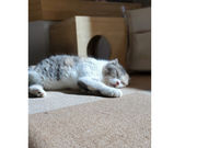 猫ハウス まいけるcafeの写真4