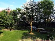 ぶぷれBUPLEの写真3