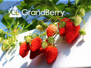 GrandBerryの写真3