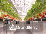 GrandBerryの写真4