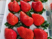 Mama's Berryの写真3