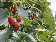 Mama's Berryの写真2