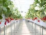 アクアイグニス TSUJIGUCHIFARMの写真4