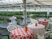 いちごとお花畑 志村農園の写真4