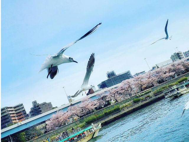 隅田川お花見_CRUISE ME 東京湾チャータークルーズ