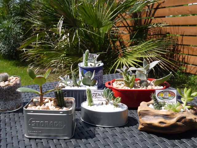 サボテン・多肉植物の体験は楽しいですよ_TAKARA工房