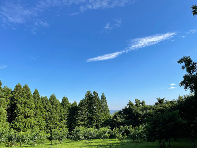 森に囲まれた小さな桃園ですが、車の音や街の喧騒も無く、穏やかな時間が流れています♪_大沼農園