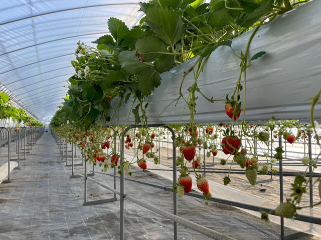 MoonLightFarm