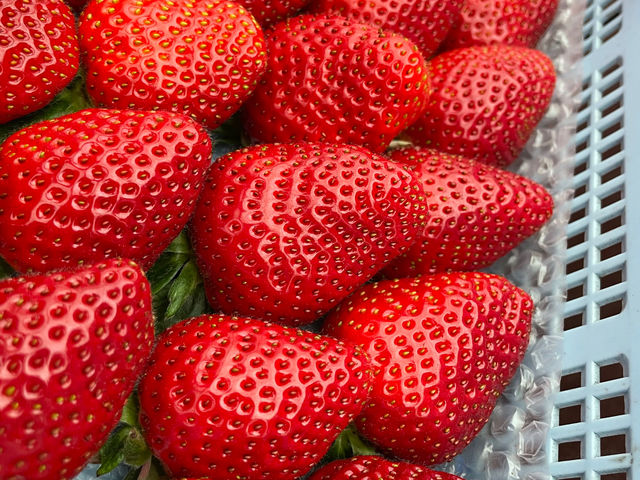 濃厚な味わいの、おいCベリー_MoonLightFarm