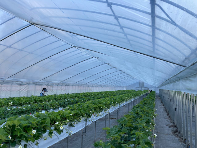 花が咲いて来ましたよ_MoonLightFarm