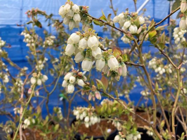 3月上旬頃から、極早生品種の花が咲き始めました(^^)_ブルーベリーパーク小牧