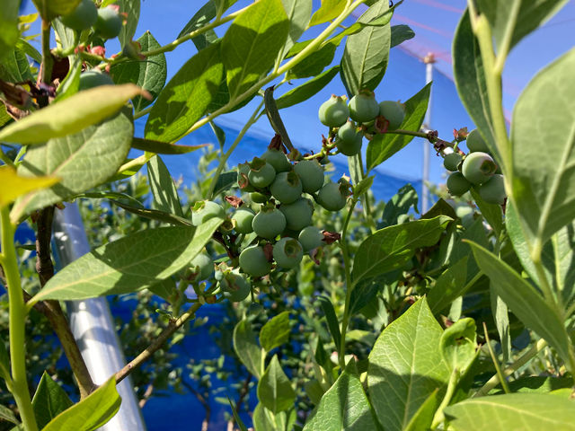 4月下旬頃の様子です。実が膨らんできました(^^♪_ブルーベリーパーク小牧