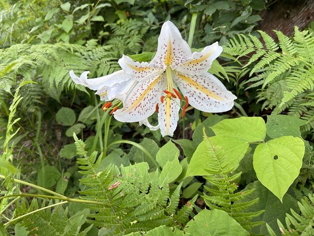 野にはきれいな草花が一杯です_魚沼小田わらびの里