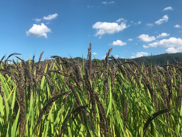 お米農家です。野菜も作ってます!_株式会社いただきます