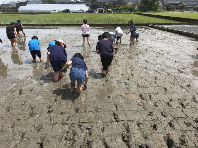 農業体験もしています!_株式会社いただきます