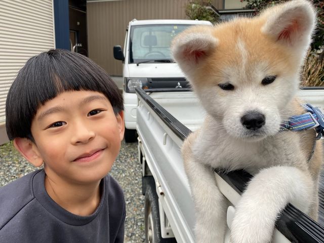 2023.1.8生まれの秋田犬「八福」もいます。もう写真よりずいぶん大きいです。_株式会社いただきます