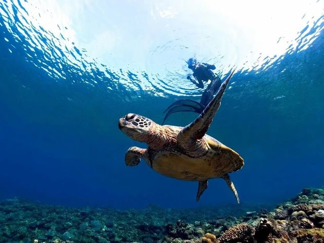 Okinawa Show Marine