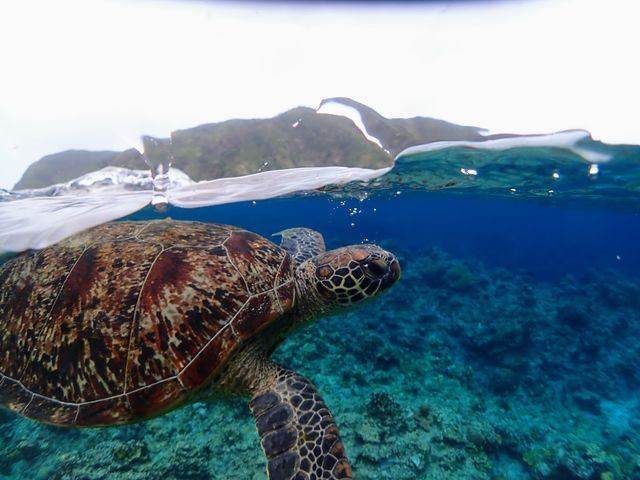 Okinawa Show Marine