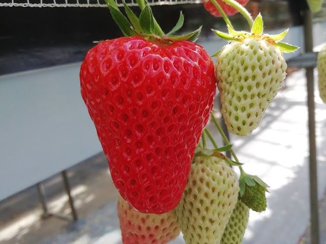 老蘇いちご園