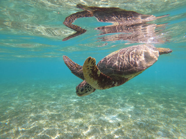 ウミガメが泳ぐ神秘的な姿を間近で見ることができます♪_いんざにつ宮古島