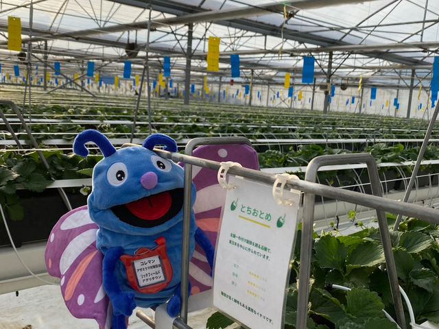 天敵を入れて害虫対策をしています。(この写真はぬいぐるみです。)_リッチフィールド湘南農場