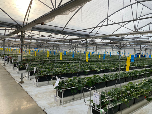 リニューアル後3000m2の温室に稼働式の設備を設置して5100m2分のいちごを栽培しておりますので、たっぷりお召し上がりいただけます。_リッチフィールド湘南農場