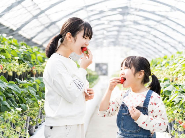 首から下げるヘタ入れがあるから両手があきます_ウキウキランラン♪観光農園