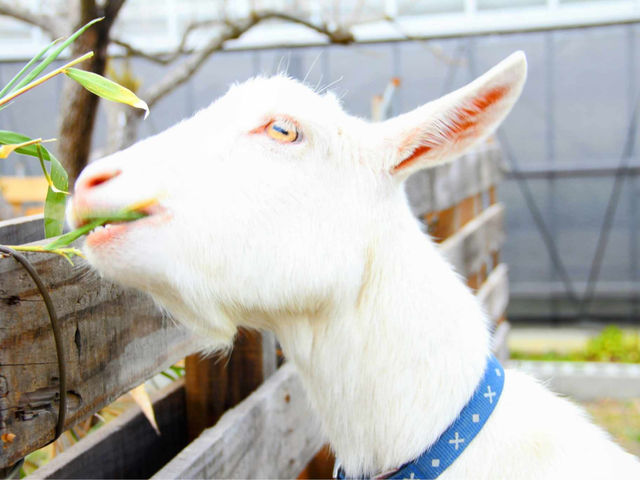 息子のらん丸くん _ウキウキランラン♪観光農園