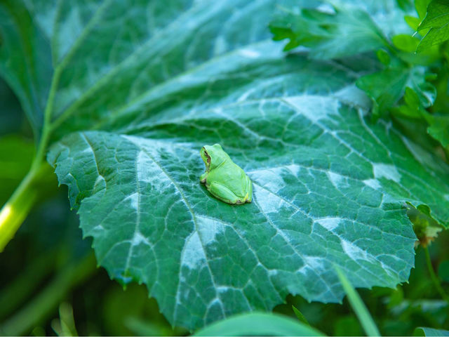 まえむき。FARM