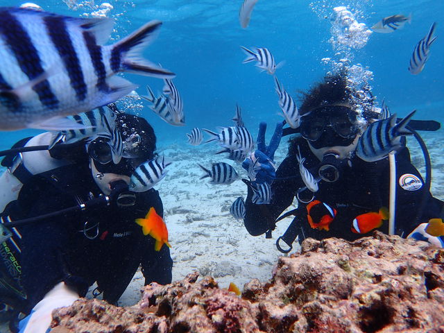 RainbowDivers