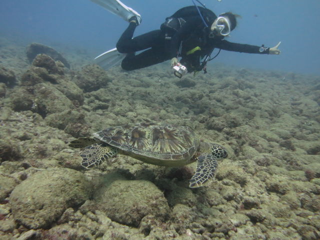 RainbowDivers