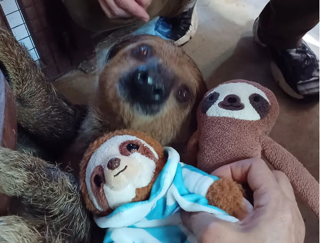 ナマケモノのダル君。いつも怠けているけどふれあいお仕事はちゃんとやります!_平野アニマルテラス