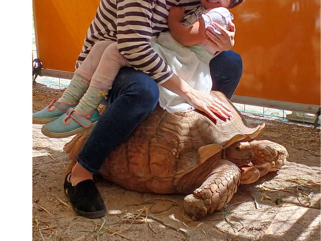 亀吉君。小さなお子さまならおんぶしてあげますよ!迫力の餌やりは大人限定ね。_平野アニマルテラス