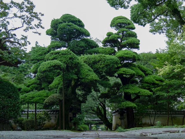 樹齢400年を超える槇_上関山 極楽寺