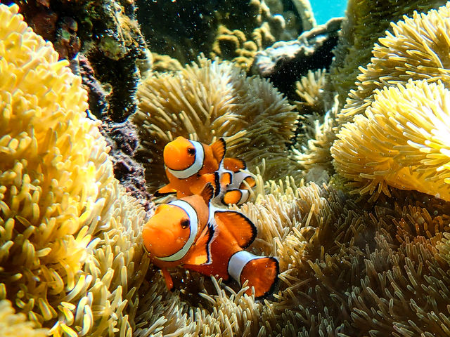 ウミガメだけでなくお魚も見れます!_オースリーシュノーケル宮古島