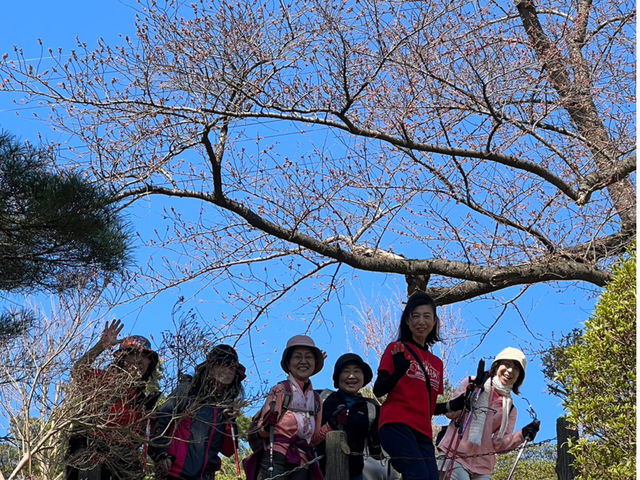 桜の蕾の下で_あきたポールウォーキングクラブ