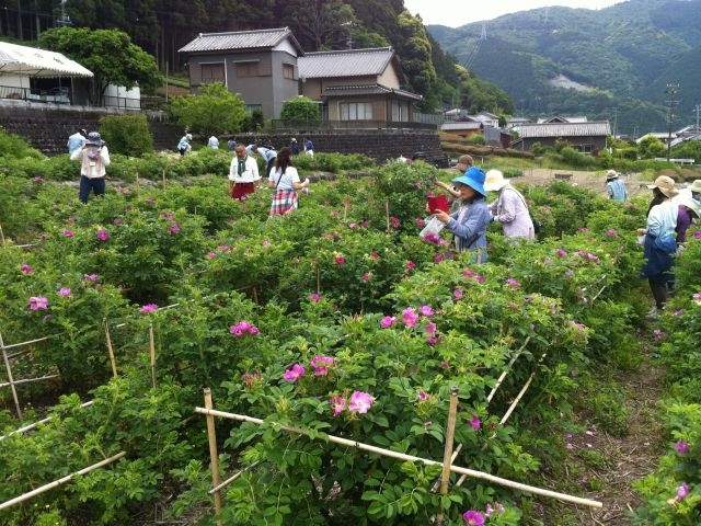 ハマナス園イロトカオリ