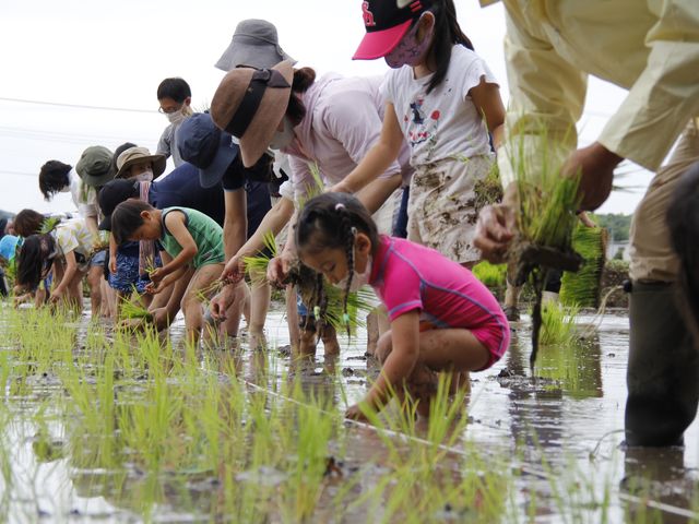 親子で田植え体験_株式会社こなつ農園