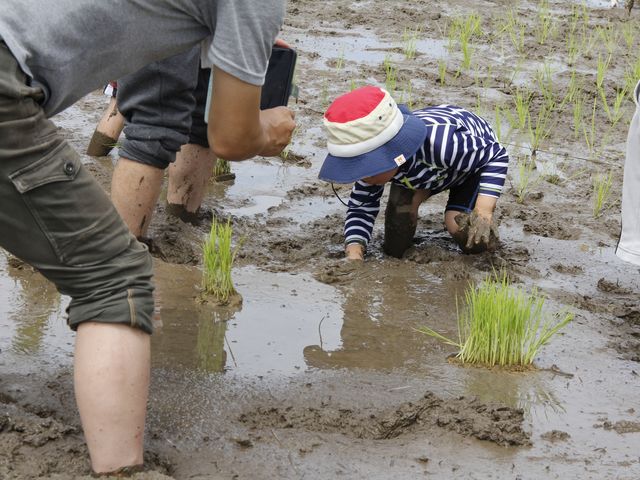 上手に田植えができました_株式会社こなつ農園