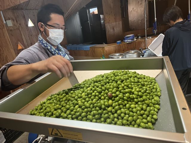 通年でオリーブオイルを搾油しています。_ジャングルデリバリー